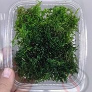 خزه تثبیت شده شیت