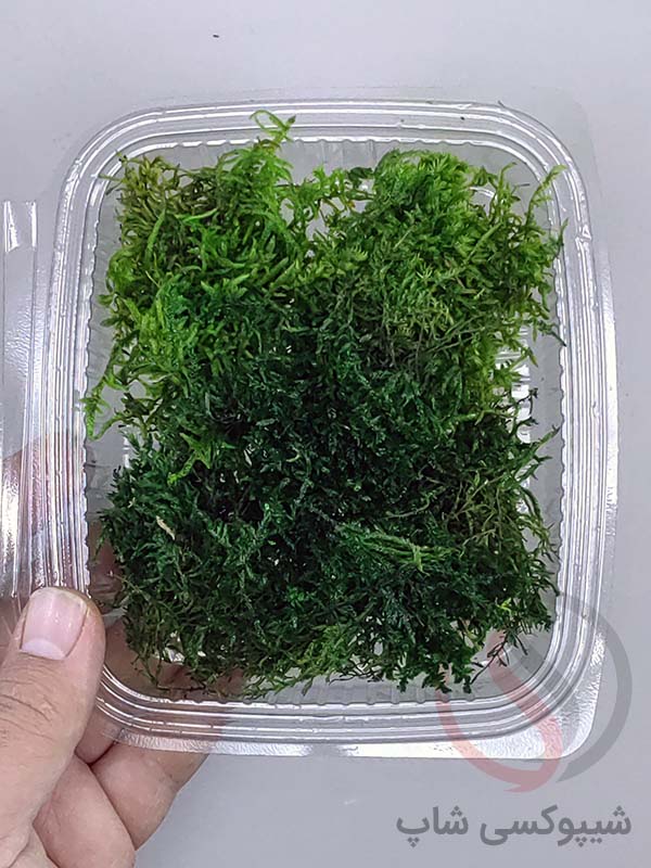 خزه تثبیت شده شیت خزه تثبیت شده شیت