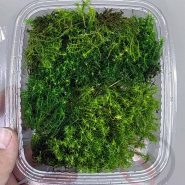 خزه باربولا