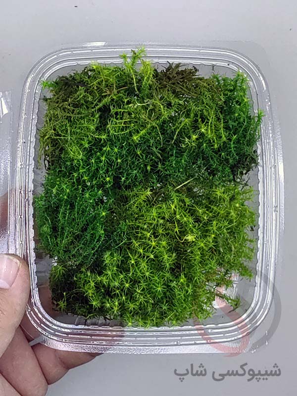 خزه تثبیت شده باربولا خزه باربولا