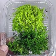 خزه دیکسی ریندر