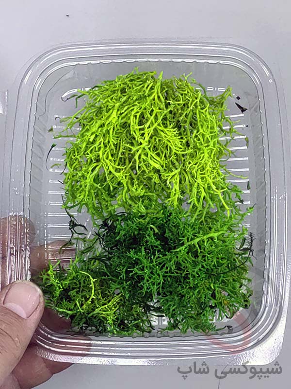 خزه تثبیت شده دیکسی ریندر خزه دیکسی ریندر