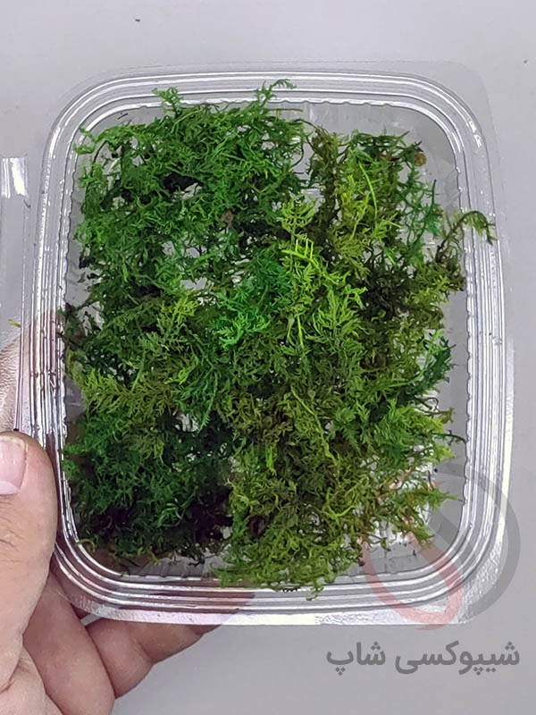 خزه تثبیت شده سایپرس خزه سایپرس