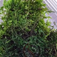 خزه تثبیت شده شیت