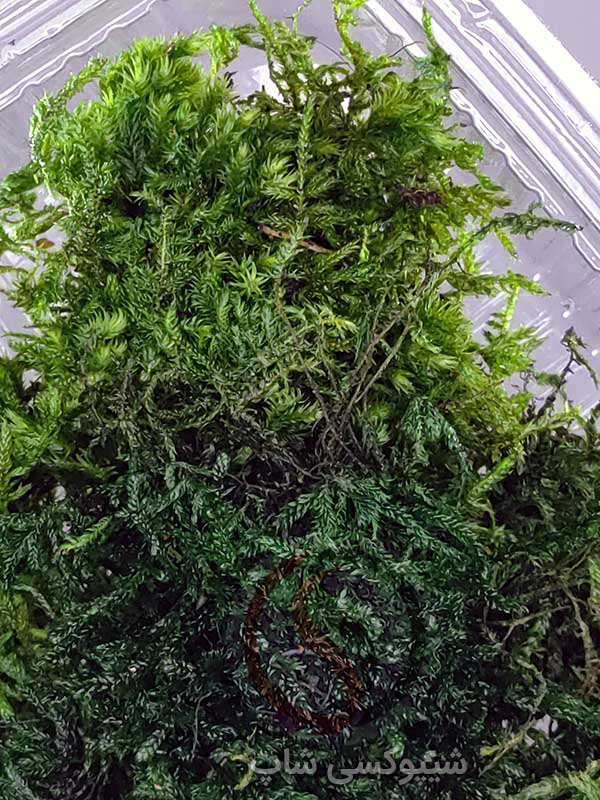 خزه تثبیت شده شیت خزه تثبیت شده شیت