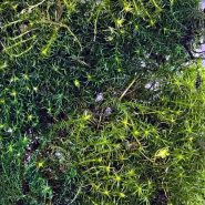 خزه باربولا