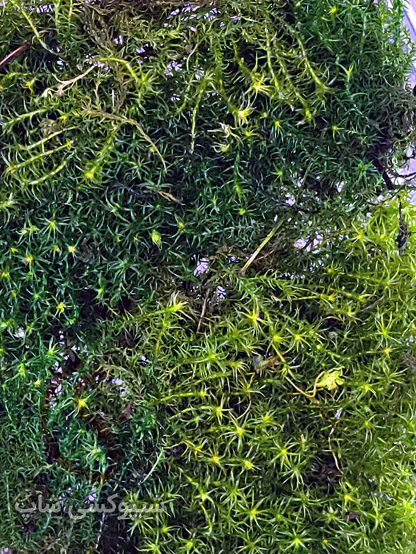 خزه تثبیت شده باربولا خزه باربولا