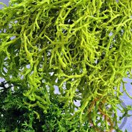 خزه تثبیت شده دیکسی ریندر