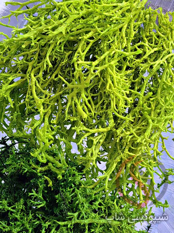 خزه تثبیت شده دیکسی ریندر خزه تثبیت شده دیکسی ریندر