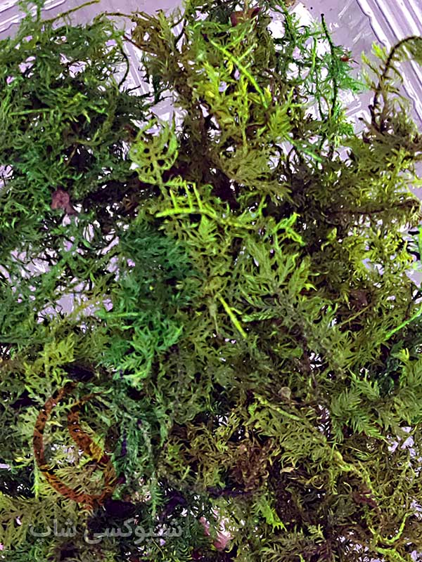 خزه تثبیت شده سایپرس خزه سایپرس